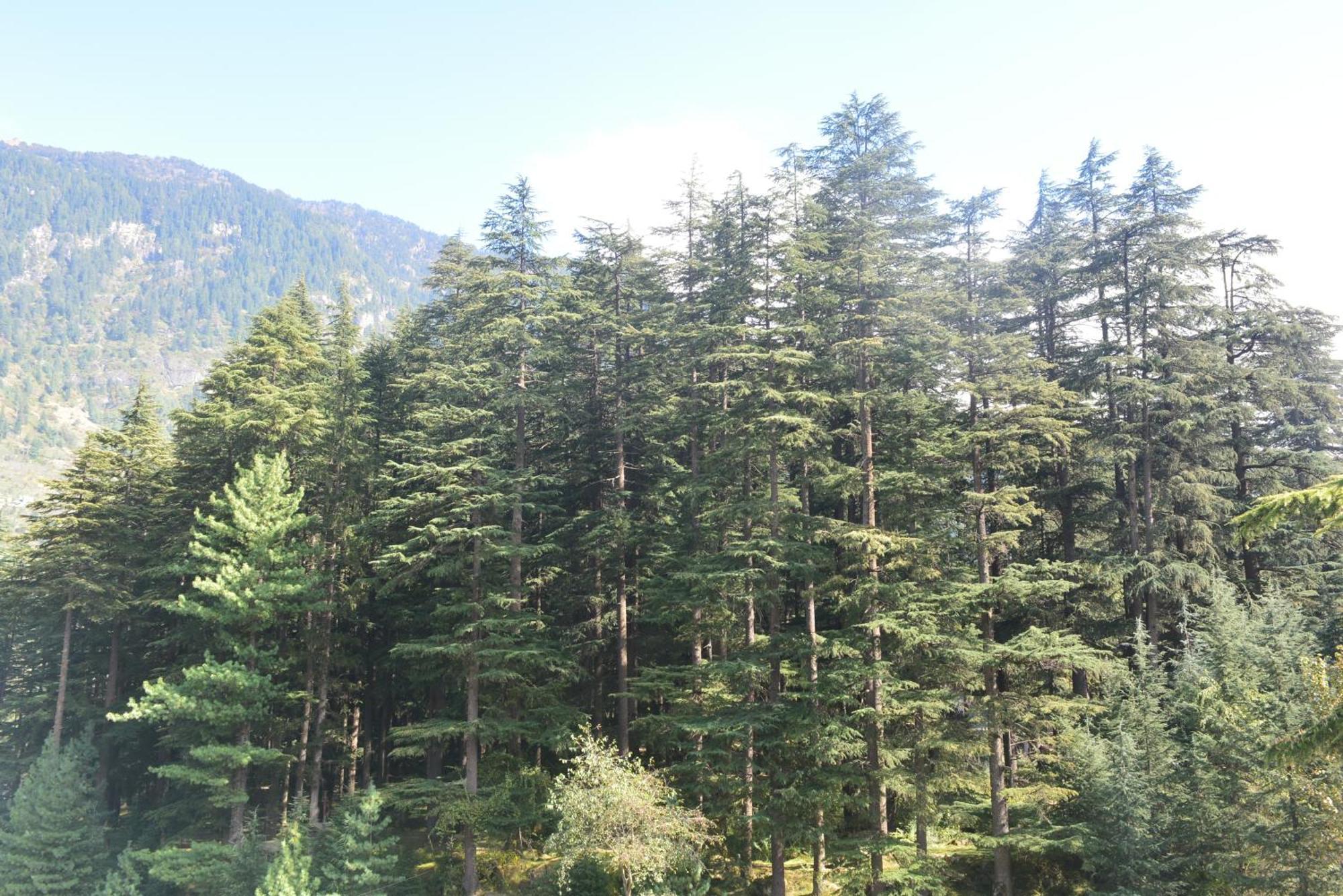 The Neelgiris Hotel Manali  Exterior photo